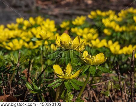 Macro Of A Group Of The Winter Aconite (eranthis Hyemalis) Flowers In Full Bloom With Fully Open Pet