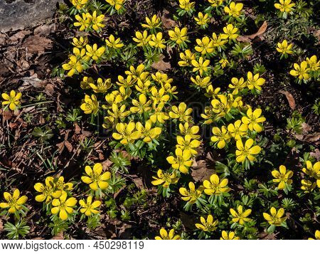 Macro Of A Group Of The Winter Aconite (eranthis Hyemalis) Flowers In Full Bloom With Fully Open Pet