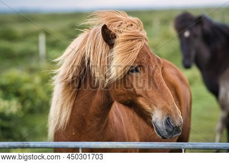 Icelandic Horses In A Paddok, Looks Very Happy