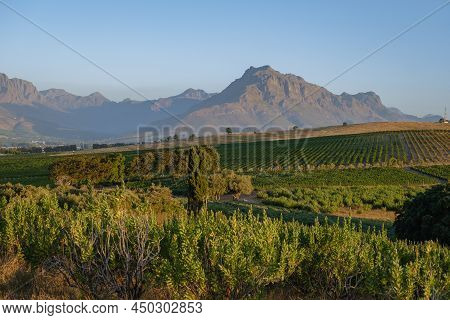 Vineyard Landscape At Sunset With Mountains In Stellenbosch, Near Cape Town, South Africa. Wine Grap