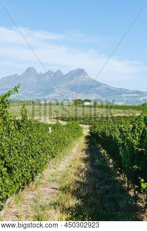 Vineyard Landscape At Sunset With Mountains In Stellenbosch, Near Cape Town, South Africa. Wine Grap