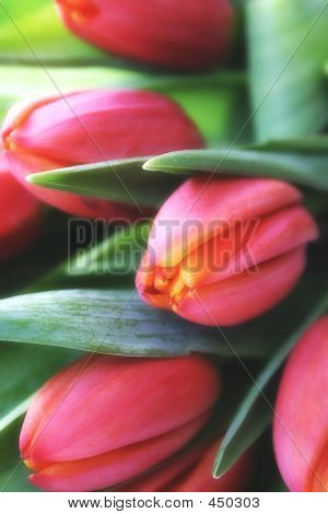 Tulipány