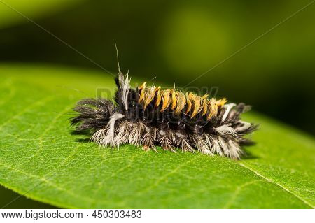 Milkweed Tussock Moth Caterpillar - Euchaetes Egle