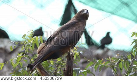 The Eagle Stands On A Tree Branch. In The Dim Background