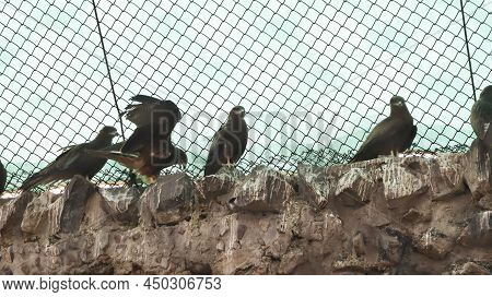 The Eagles Stand On The Wall. In The Blur Background