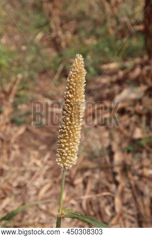 Close Up Of Sorghum Indian Pearl Millet Field Bajara Indian Food