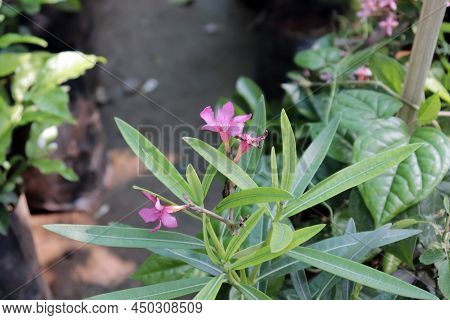 Red Kaner Flower Nerium Indicum Indian Kaner Plant In Garden