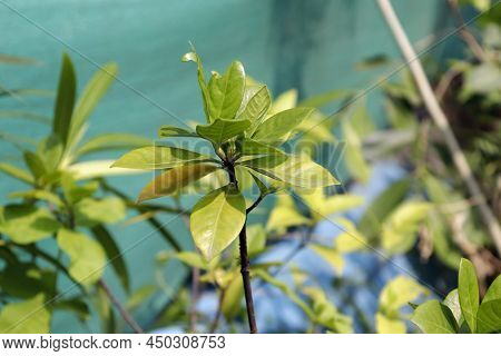 Chandni Flower Tree In India Tabernaemontana Coronaria Plant