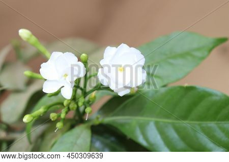 Chandni Flower Tree In India Tabernaemontana Coronaria Plant