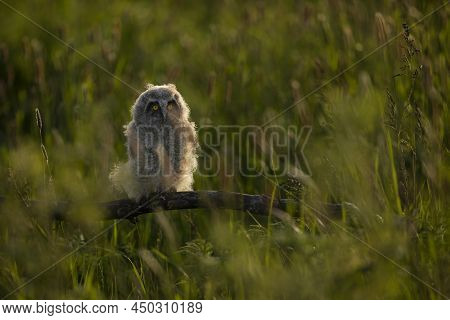 A Baby Bird Of Long-eared Owl Asio Otus On Flowering Meadow In Towards Evening.