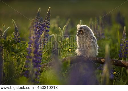 A Baby Bird Of Long-eared Owl Asio Otus On Flowering Meadow In Towards Evening.
