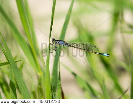 A Common Bluetail Damselfly (ischnura Elegans) Resting On A Grass, Sunny Day In Summer