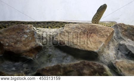 The Rock Python Snake Stands On The Rock. Against The Background Of The Pale White Wall