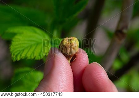 Fingers Are Holding One Big Young Leaf Burgeon Damaged By Cecidophyopsis Ribis, Disease Of Black Cur