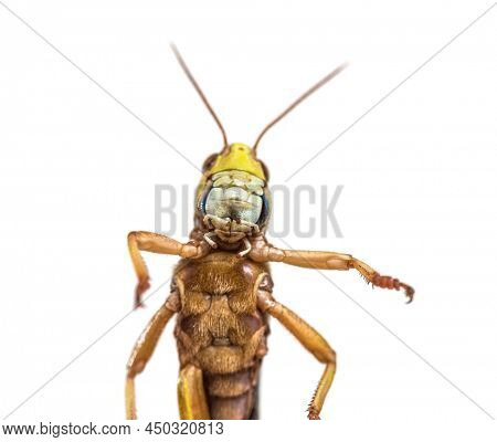 Adulte Desert locust view from below, Schistocerca gregaria, isolated