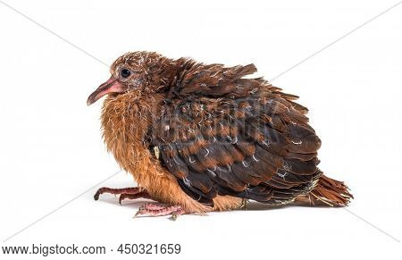 Pink pigeon Chick, Nesoenas mayeri,