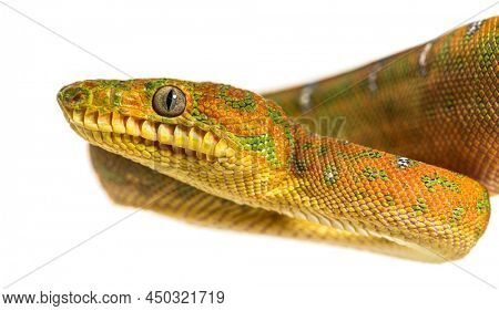 Juvenile Emerald tree boa Corallus caninus