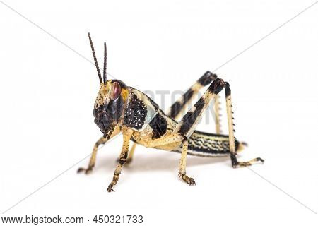 Crysalis stage of locust, Schistocerca gregaria, isolated