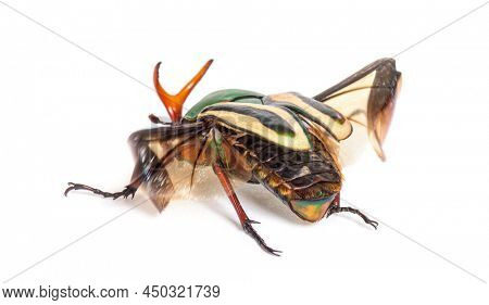 rear view of Flamboyant flower beetle, Eudicella gralli species,