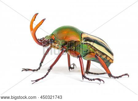 Flamboyant flower beetle, Eudicella gralli species,