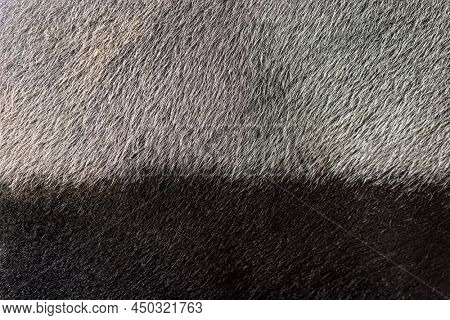 Close-up of Malayan tapir, Tapirus indicus