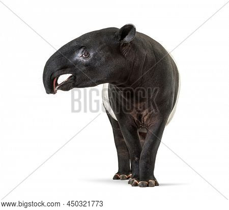 Front view of a Malayan tapir using its nose to smell, Tapirus indicus