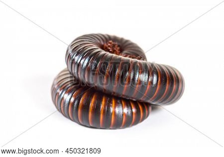 Giant African millipede, Archispirostreptus gigas,