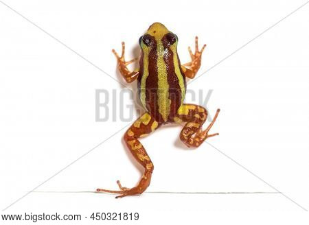 High view of Anthony's poison arrow frog escaping, Epipedobates anthonyi