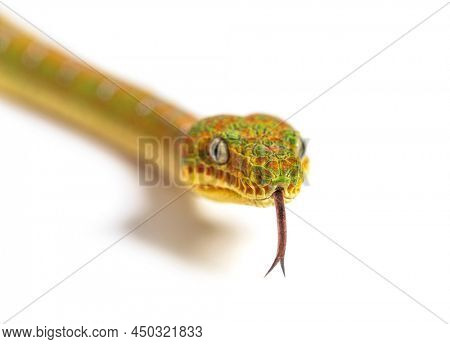Head shot of Juvenile Emerald tree boa, sniffing with its tongue. Corallus caninus