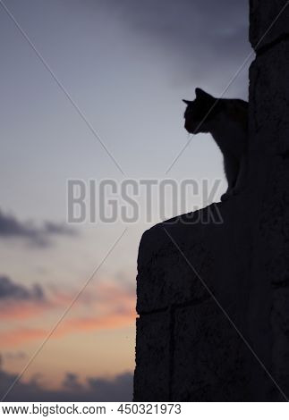 Cat Is On A Wall At Sunset Time, Beautiful Sky Background And Silhouette Of Cat