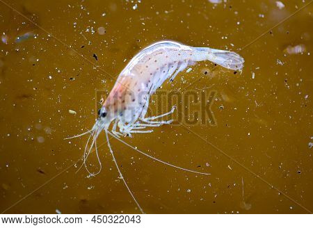 Close Up Of An Amano Shrimp In An Aquarium.