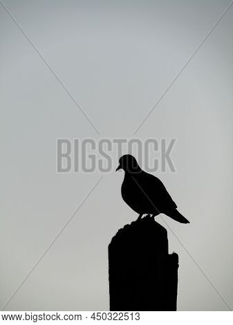 Pigeon Silhouette Standing On Wooden Pole Wit Grey Background.