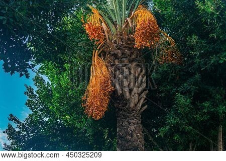 An Date Palm With Ripe Orange Fruits