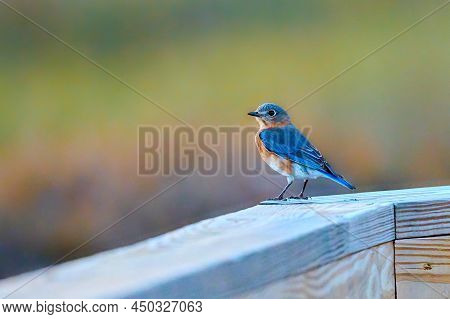 Male Eastern Bluebird Pearched On The Walkway Railing At Skidaway Island State Park, Ga.