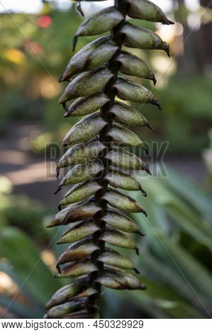 Giant Tropical Plant Vriesea Fosteriana After Blossom Close Up