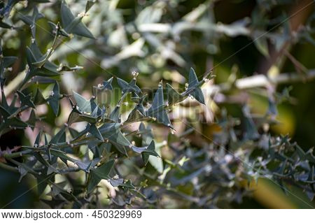 Prickly Leaves Of Evergreen Colletia Paradoxa Plant In Garden