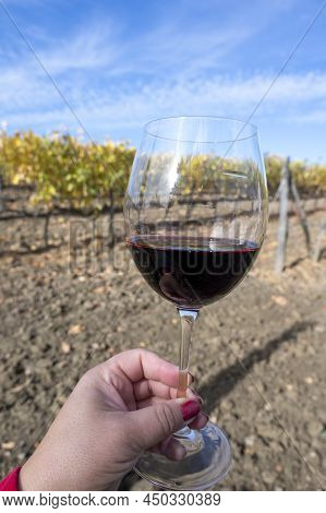 Tasting Of Red Sangiovese Wine With Typical Hilly Vineyards And Cypress Tree On Background Near Mont