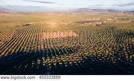 Andalusian Olive Groves In Jaen, Home To 37.6% Of The Total Olive-growing Land In Andalusia, Spain, 
