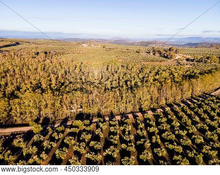 Andalusian Olive Groves In Jaen, Home To 37.6% Of The Total Olive-growing Land In Andalusia, Spain, 