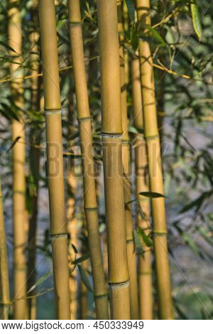 Bamboo Forest, Exotic Asian Tropical Atmosphere. Green Trees In Meditative Feng Shui Zen Garden. Jap
