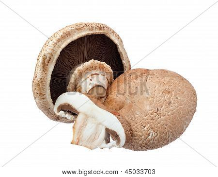 Portabella svamp.