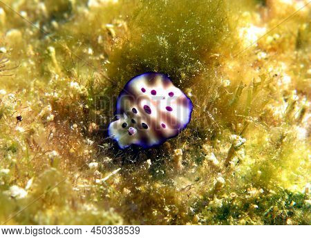 A Hypselodoris Tryoni Nudibranch Crawling Boracay Island Phillipines