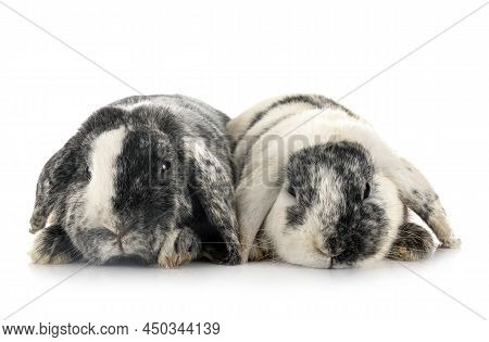 Young Lop Rabbit Rhoen  In Front Of White Background