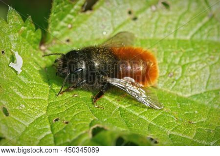 Closeup Of The Female Of The Horned Orchard Mason Bee, Osmia Cornuta In The Garden