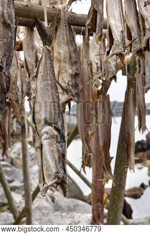 Close Up Of Traditional Cod Fish Drying On Wooden Racks In Lofoten Islands, Norway, Europe