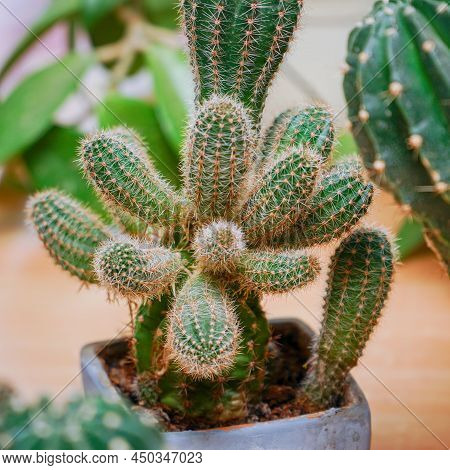 Echinopsis Cactus With Offshoots Of Babies Or Pups. Echinopsis Calochlora. Selective Focus
