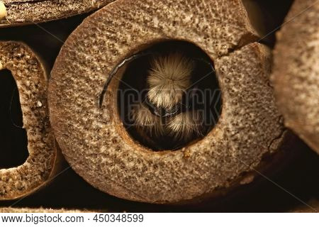 Closeup Of Emerging Male Horned Mason Bees , Osmia Cornuta In The Garden Beehotel In The Garden