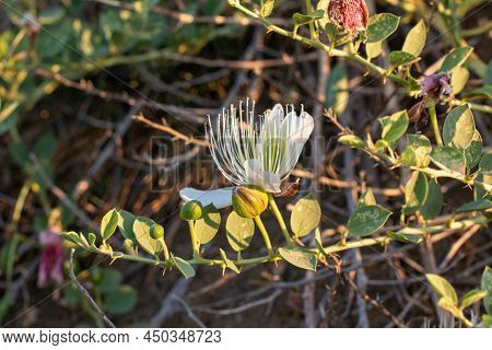 Flowering Plant Capparis Spinosa. White Flowers And Buds With Green Leaves. Vegetable Culture: Unblo