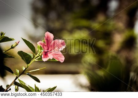 Beautiful Pink Lily Flower(known As Zephyranthes Rosea) In A Garden.