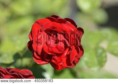 Red Floribunda Rose Nina Weibull In The Garden